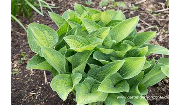 Gartenbaumschule Becker