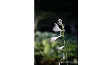 Gartenbaumschule Becker