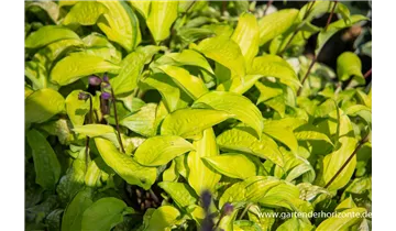 Gartenbaumschule Becker