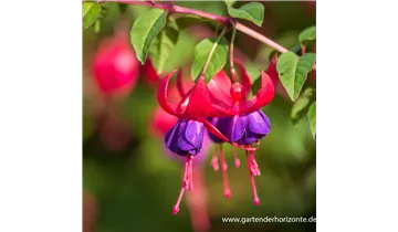 Gartenbaumschule Becker