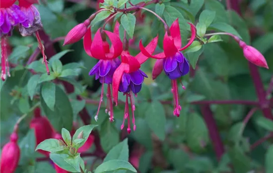 Fuchsie Fuchsie