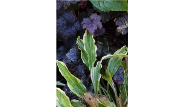 Gartenbaumschule Becker