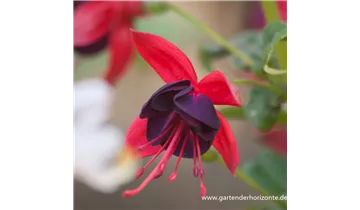 Gartenbaumschule Becker