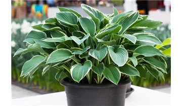 Gartenbaumschule Becker