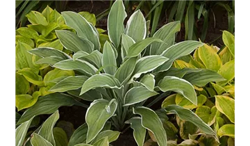 Gartenbaumschule Becker