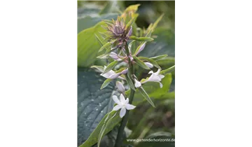Gartenbaumschule Becker