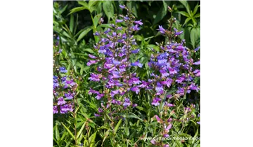 Gartenbaumschule Becker