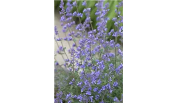 Gartenbaumschule Becker