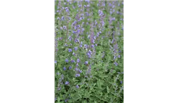 Gartenbaumschule Becker