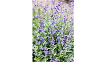 Gartenbaumschule Becker