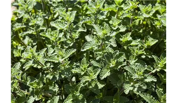 Gartenbaumschule Becker