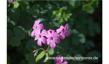 Gartenbaumschule Becker