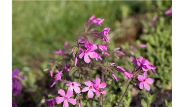 Gartenbaumschule Becker