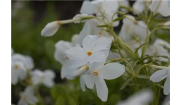 Gartenbaumschule Becker