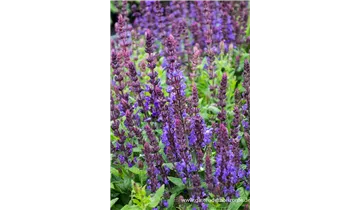 Gartenbaumschule Becker