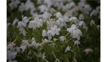 Gartenbaumschule Becker