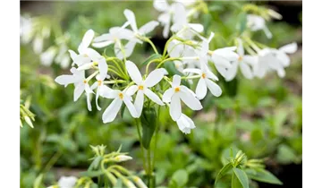 Gartenbaumschule Becker