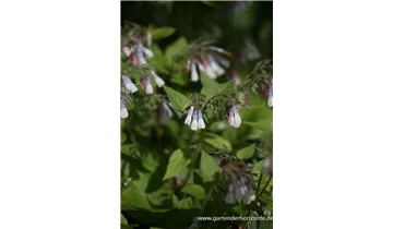 Gartenbaumschule Becker