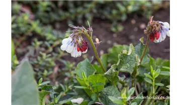 Gartenbaumschule Becker