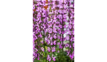 Gartenbaumschule Becker