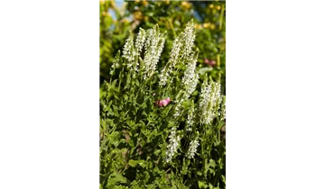 Gartenbaumschule Becker