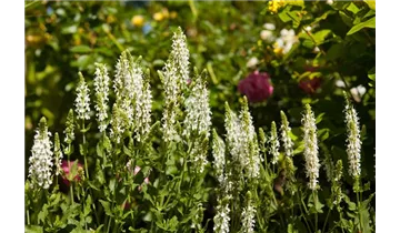 Gartenbaumschule Becker