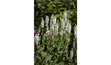 Gartenbaumschule Becker