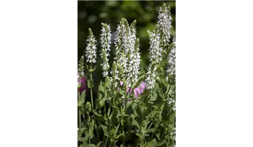 Gartenbaumschule Becker