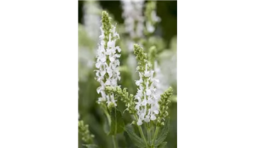 Gartenbaumschule Becker