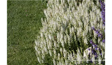 Gartenbaumschule Becker