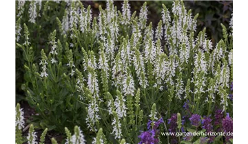 Gartenbaumschule Becker