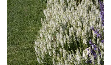 Gartenbaumschule Becker