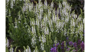 Gartenbaumschule Becker