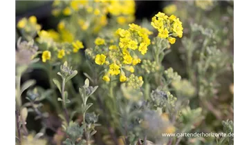 Gartenbaumschule Becker