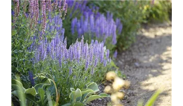 Gartenbaumschule Becker