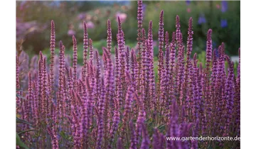 Gartenbaumschule Becker