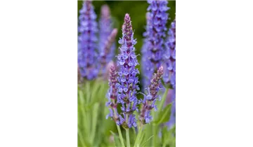 Gartenbaumschule Becker