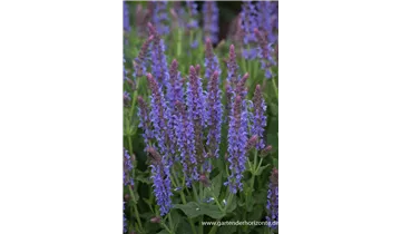 Gartenbaumschule Becker