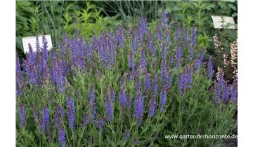 Gartenbaumschule Becker