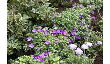 Gartenbaumschule Becker