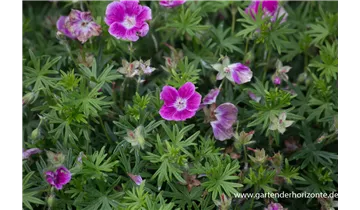 Gartenbaumschule Becker