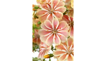 Gartenbaumschule Becker