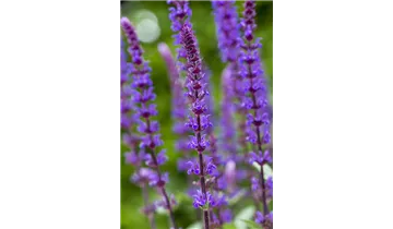 Gartenbaumschule Becker