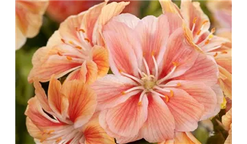 Gartenbaumschule Becker