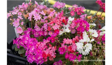 Gartenbaumschule Becker