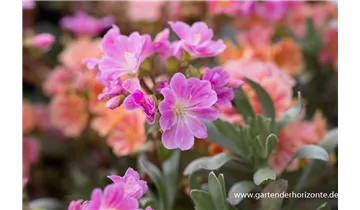 Gartenbaumschule Becker