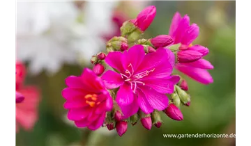 Gartenbaumschule Becker