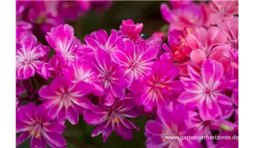 Gartenbaumschule Becker