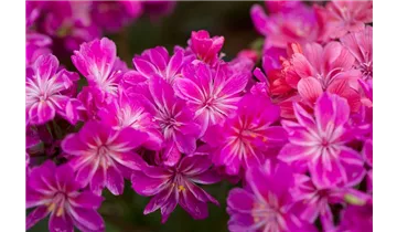 Gartenbaumschule Becker