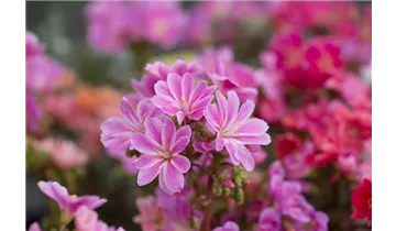 Gartenbaumschule Becker